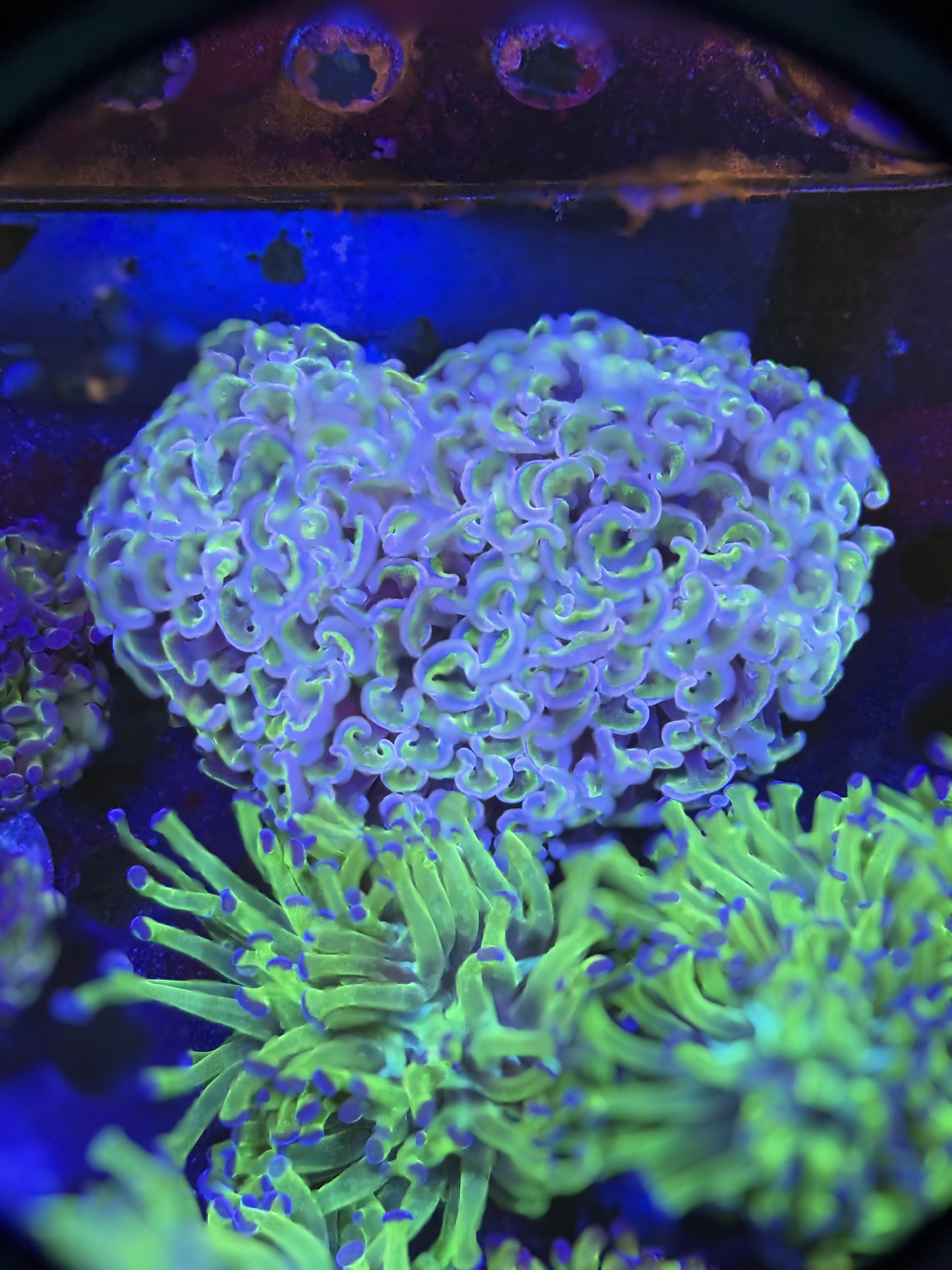 Hammer Coral