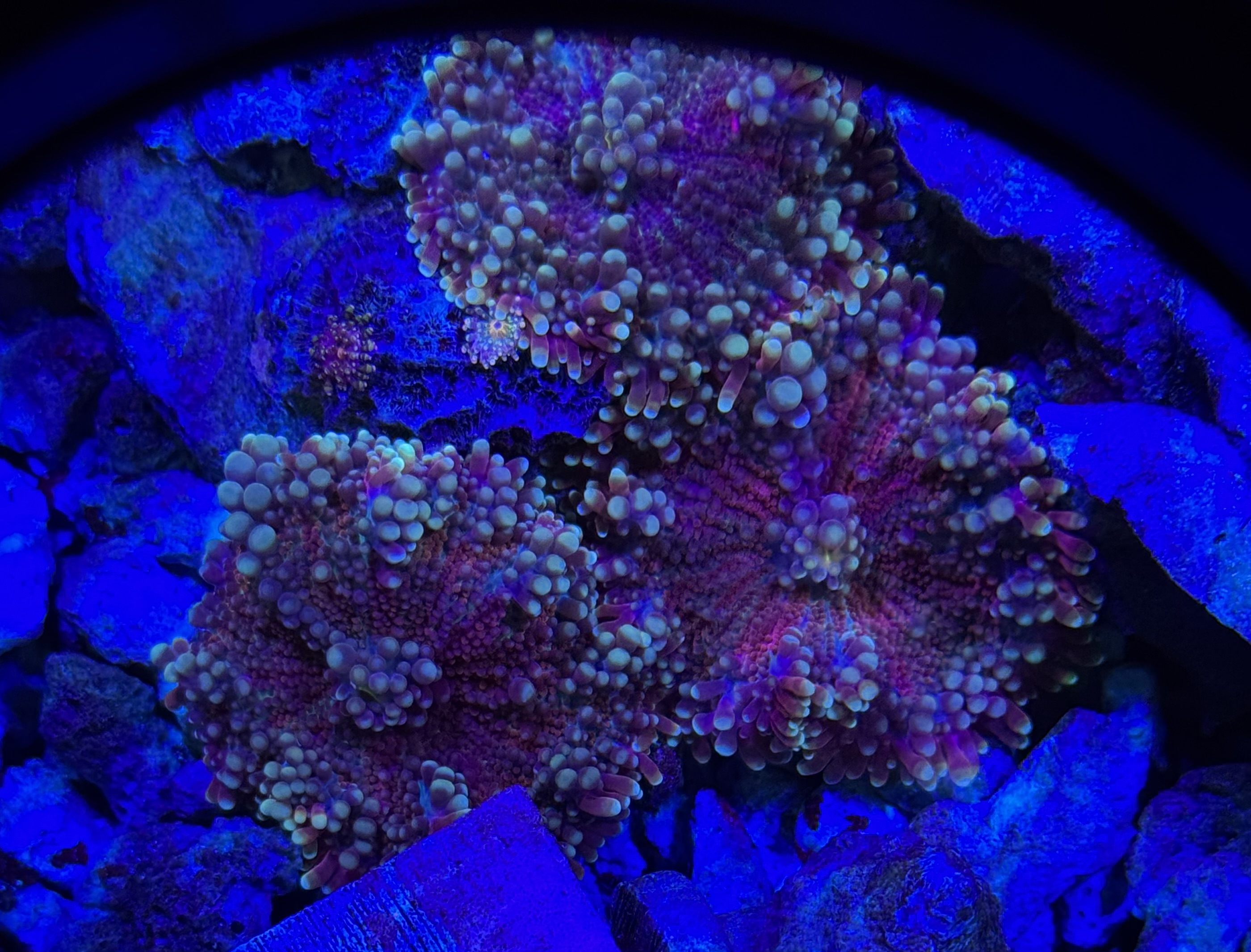 Mushroom Coral