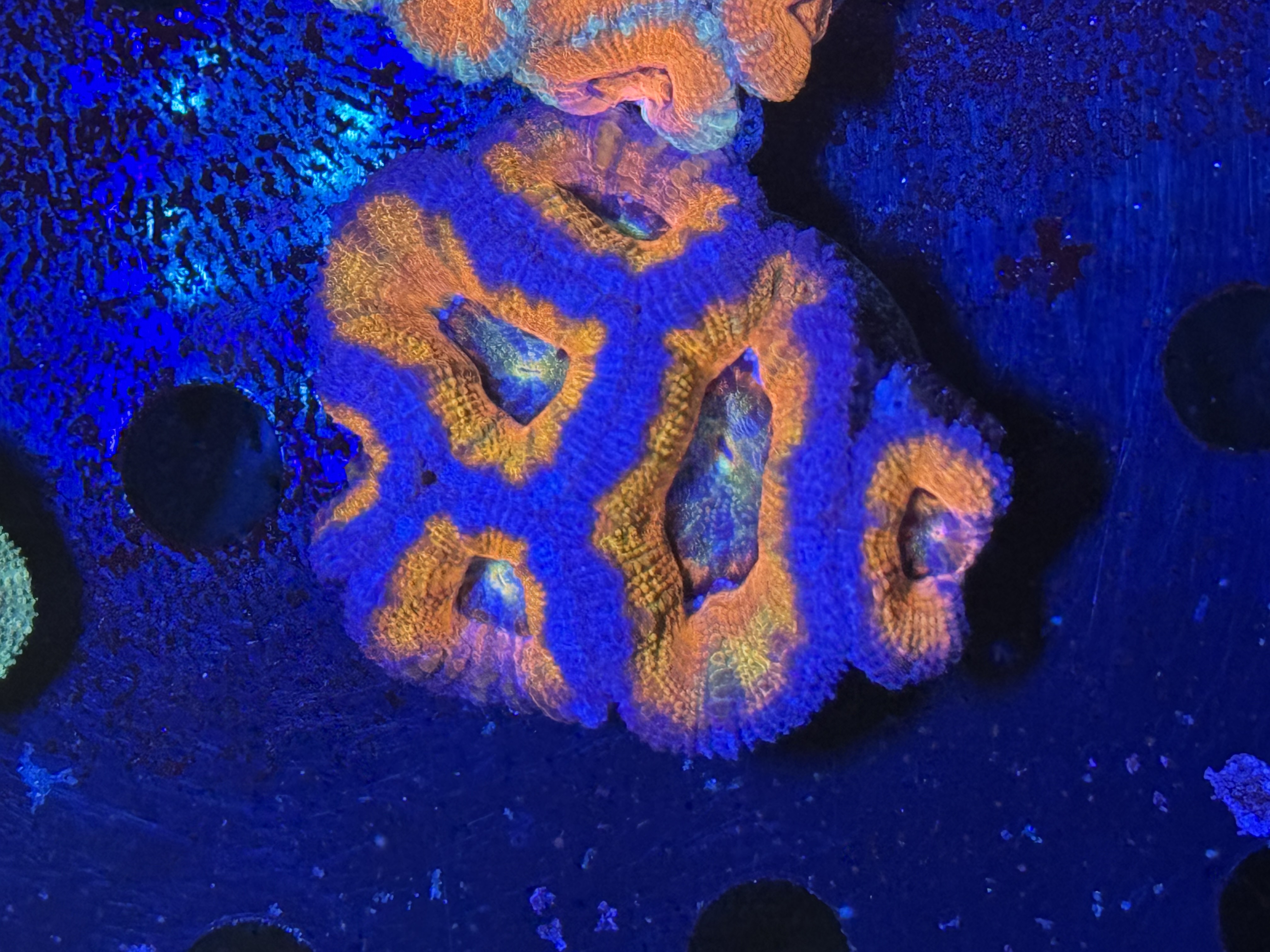 Acans