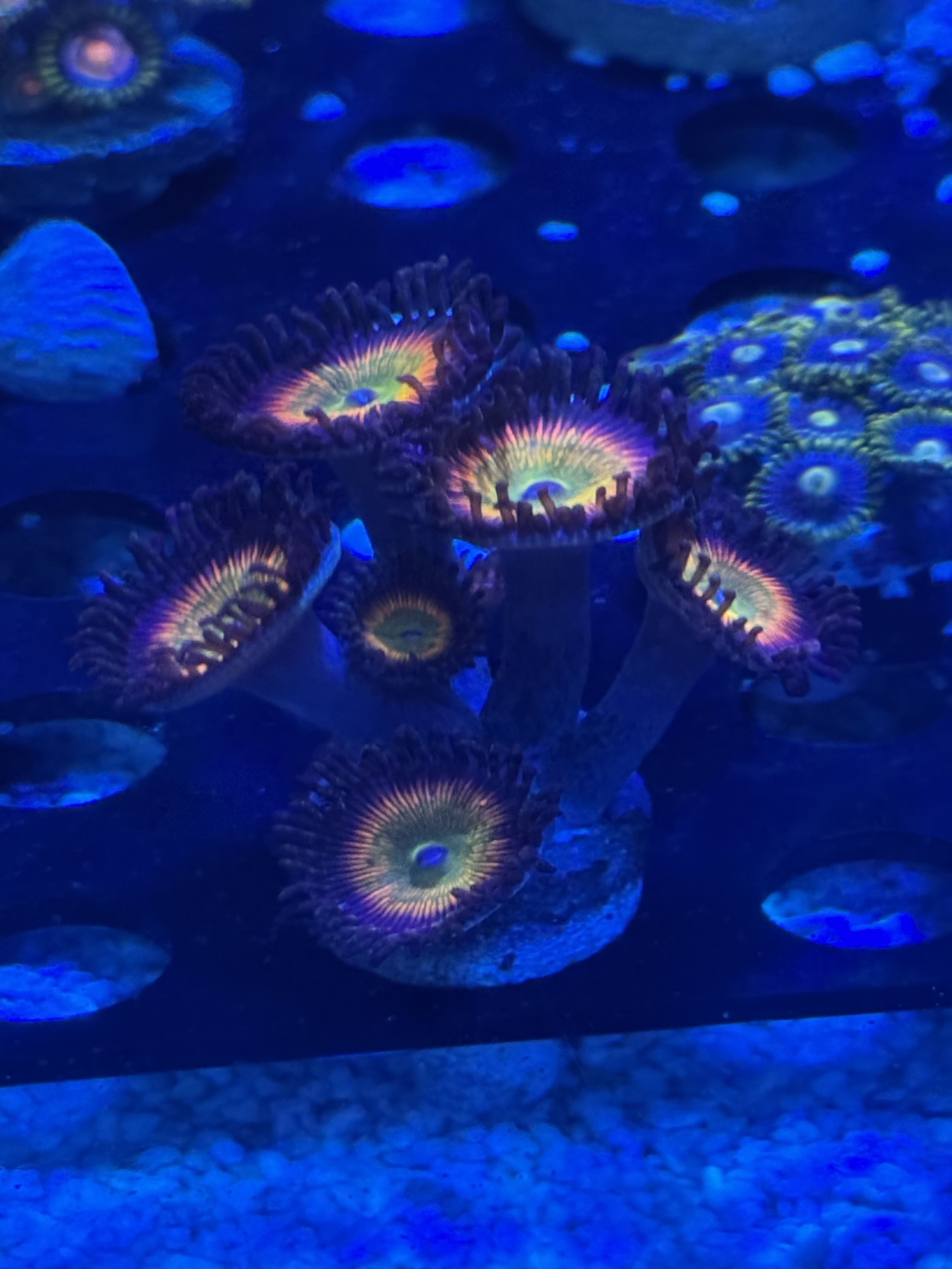 Zoanthids